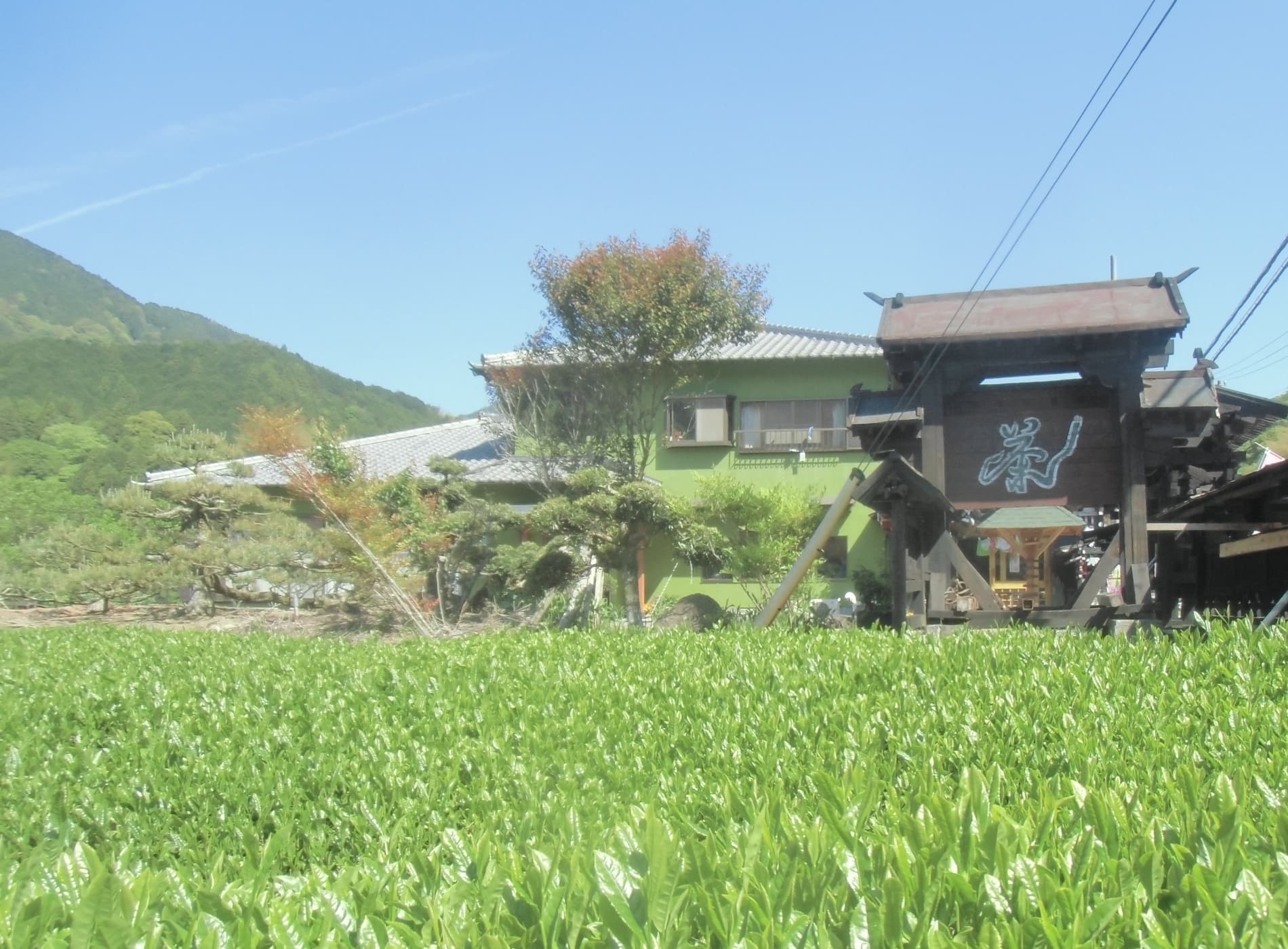 清水のお茶　丸八製茶の看板